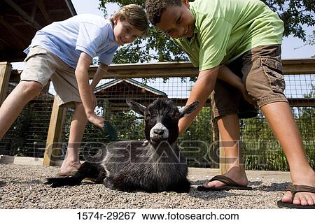 Low angle view of teenage boys grooming a goat in the petting zoo View Large Photo Image Stock Photo - Low angle view of teenage boys grooming a goat in the petting zoo. Fotosearch