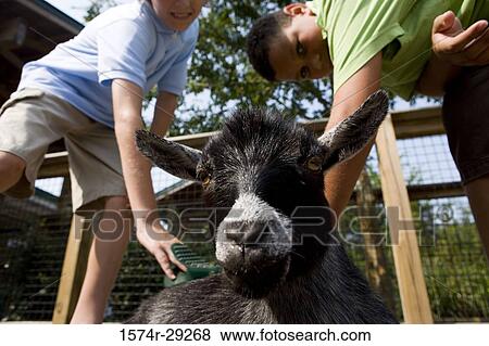 Low angle view of teenage boys grooming a goat in the petting zoo View Large Photo Image Stock Photo - Low angle view of teenage boys grooming a goat in the petting zoo. Fotosearch