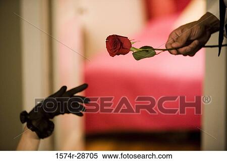 Mid adult man giving red rose to a young prostitute View Large Photo Image Stock Photography - Mid adult man giving red rose to a young prostitute. Fotosearch