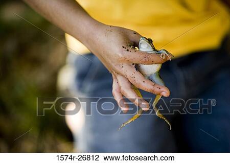 Midsection of a boy holding a frog in his hands View Large Photo Image Stock Image - Midsection of a boy holding a frog in his hands. Fotosearch