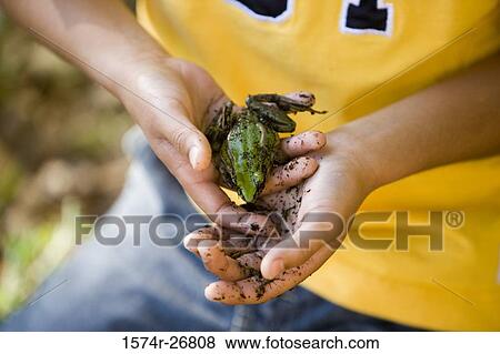 Midsection of a boy holding a frog in his hands View Large Photo Image Stock Photo - Midsection of a boy holding a frog in his hands. Fotosearch