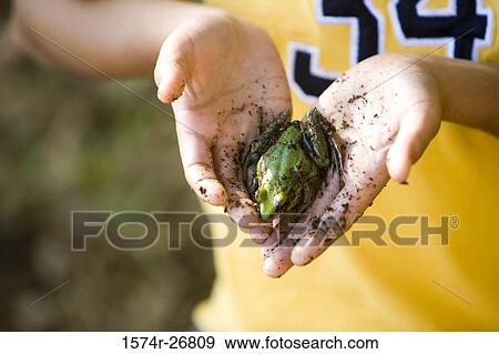 Midsection of a boy holding a frog in his hands View Large Photo Image Stock Photo - Midsection of a boy holding a frog in his hands. Fotosearch