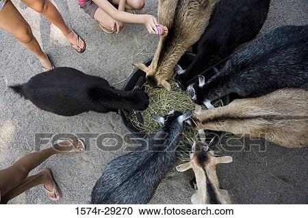 Overhead view of goats eating hay from a basket while teenage girls standing by them View Large Photo Image Stock Image - Overhead view of goats eating hay from a basket while teenage girls standing by them. Fotosearch
