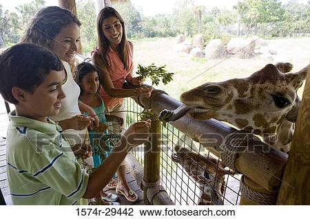 People feeding giraffe View Large Photo Image Stock Image - People feeding giraffe. Fotosearch
