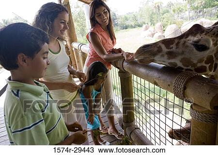 People feeding giraffe View Large Photo Image Stock Image - People feeding giraffe. Fotosearch