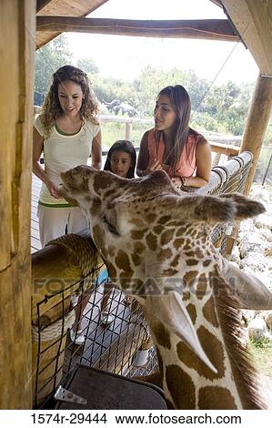 Picture - People standing in front of giraffe. Fotosearch