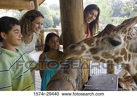 People standing in front of giraffe View Large Photo Image Stock Image - People standing in front of giraffe. Fotosearch
