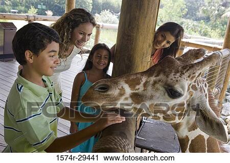 People standing in front of giraffe View Large Photo Image Stock Image - People standing in front of giraffe. Fotosearch