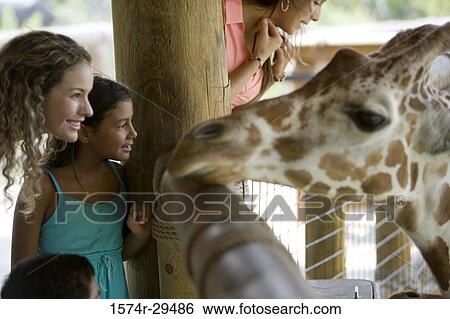People standing in front of giraffe View Large Photo Image Stock Photograph - People standing in front of giraffe. Fotosearch