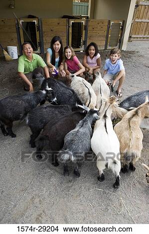 Portrait of cheerful teenagers crouching in front of goats in the petting zoo View Large Photo Image Picture - Portrait of cheerful teenagers crouching in front of goats in the petting zoo. Fotosearch