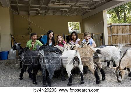 Portrait of cheerful teenagers sitting in front of goats in the petting zoo View Large Photo Image Stock Image - Portrait of cheerful teenagers sitting in front of goats in the petting zoo. Fotosearch