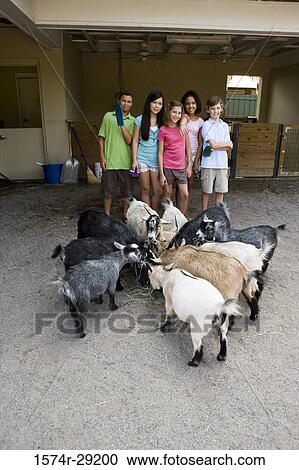 Portrait of cheerful teenagers standing in front of goats in the petting zoo View Large Photo Image Stock Image - Portrait of cheerful teenagers standing in front of goats in the petting zoo. Fotosearch