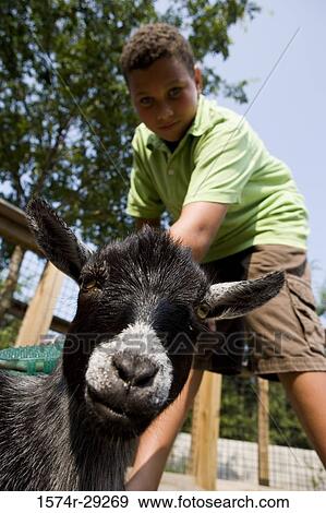 Portrait of teenage boy grooming goat in a petting zoo View Large Photo Image Stock Photo - Portrait of teenage boy grooming goat in a petting zoo. Fotosearch