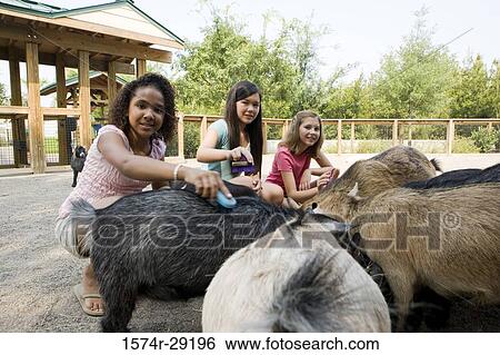 Portrait of teenage girls grooming goats in the petting zoo View Large Photo Image Stock Photograph - Portrait of teenage girls grooming goats in the petting zoo. Fotosearch