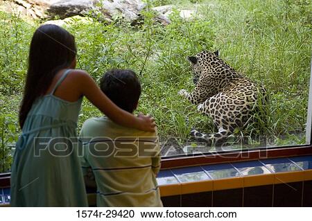Stock Image - Rear view of boy and girl looking at leopard. Fotosearch