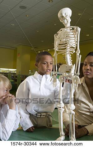 Teacher showing a model skeleton to schoolboys in the library View Large Photo Image Picture - Teacher showing a model skeleton to schoolboys in the library. Fotosearch