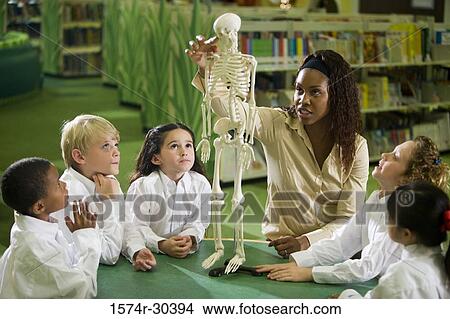 Teacher showing a model skeleton to students in the library View Large Photo Image Picture - Teacher showing a model skeleton to students in the library. Fotosearch