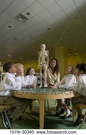 Teacher showing a model skeleton to students in the library View Large Photo Image Stock Image - Teacher showing a model skeleton to students in the library. Fotosearch