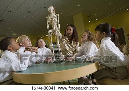 Teacher showing a model skeleton to students in the library View Large Photo Image Stock Image - Teacher showing a model skeleton to students in the library. Fotosearch