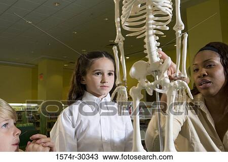 Teacher showing a model skeleton to students in the library View Large Photo Image Stock Image - Teacher showing a model skeleton to students in the library. Fotosearch