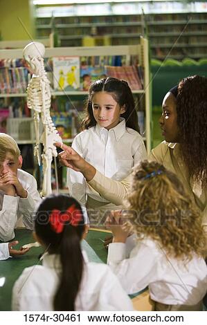 Stock Image - Teacher showing a model skeleton to students in the library. Fotosearch