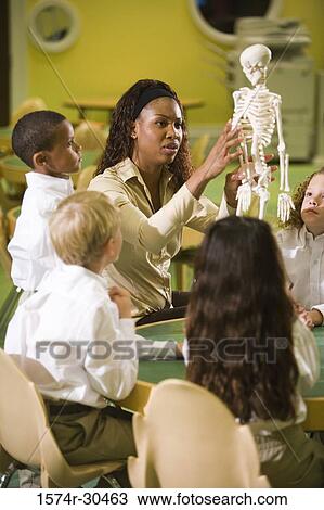 Teacher showing a model skeleton to students in the library View Large Photo Image Stock Image - Teacher showing a model skeleton to students in the library. Fotosearch