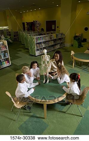 Teacher showing a model skeleton to students in the library View Large Photo Image Stock Photo - Teacher showing a model skeleton to students in the library. Fotosearch