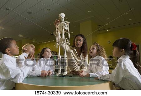 Teacher showing a model skeleton to students in the library View Large Photo Image Stock Photo - Teacher showing a model skeleton to students in the library. Fotosearch