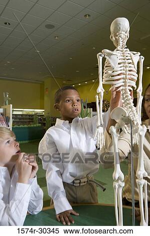 Teacher showing a model skeleton to schoolboys in the library View Large Photo Image Stock Photography - Teacher showing a model skeleton to schoolboys in the library. Fotosearch