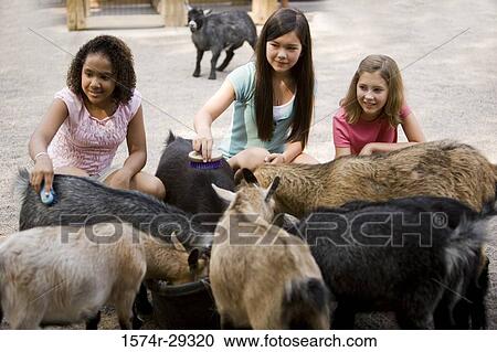 Teenage girls grooming goats in the petting zoo View Large Photo Image Stock Image - Teenage girls grooming goats in the petting zoo. Fotosearch