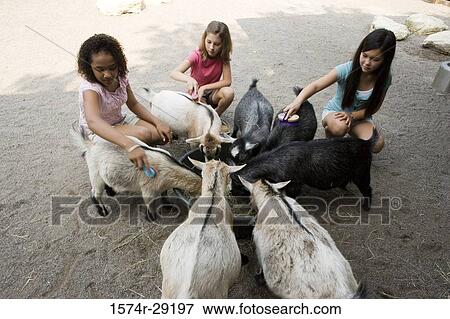 Teenage girls grooming goats in the petting zoo View Large Photo Image Stock Photo - Teenage girls grooming goats in the petting zoo. Fotosearch