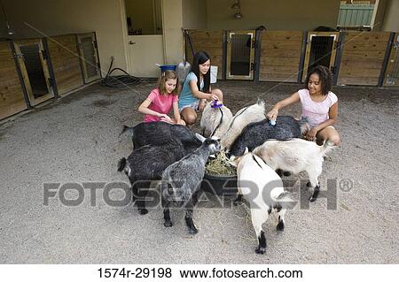 Teenage girls grooming goats in the petting zoo View Large Photo Image Stock Photo - Teenage girls grooming goats in the petting zoo. Fotosearch
