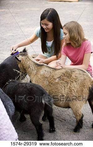 Teenage girls grooming goats in the petting zoo View Large Photo Image Stock Photo - Teenage girls grooming goats in the petting zoo. Fotosearch
