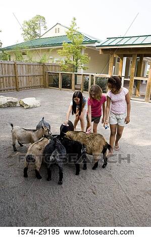 Teenage girls grooming goats in the petting zoo with wooden fence View Large Photo Image Stock Photography - Teenage girls grooming goats in the petting zoo with wooden fence. Fotosearch