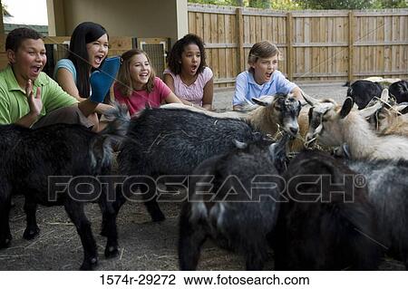 Teenagers grooming goats in the petting zoo View Large Photo Image Stock Image - Teenagers grooming goats in the petting zoo. Fotosearch