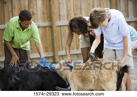 Teenagers grooming goats in the petting zoo View Large Photo Image Stock Image - Teenagers grooming goats in the petting zoo. Fotosearch