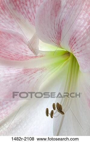 Amaryllis, Pink Diamond, close-up View Large Photo Image Stock Photo - Amaryllis, Pink Diamond, close-up. Fotosearch