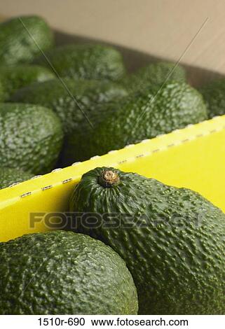Avocados in a crate View Large Photo Image Stock Image - Avocados in a crate. Fotosearch