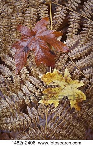 Bigleaf maple leaves on bracken fern View Large Photo Image Stock Photograph - Bigleaf maple leaves on bracken fern. Fotosearch