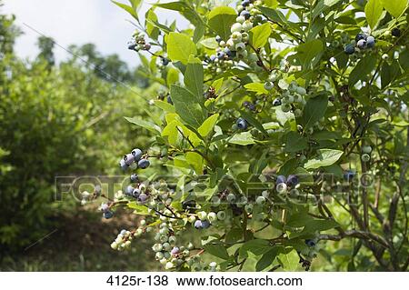 Blueberry Bush coming ripe on the farm, USA View Large Photo Image Stock Photo - Blueberry Bush coming ripe on the farm, USA. Fotosearch