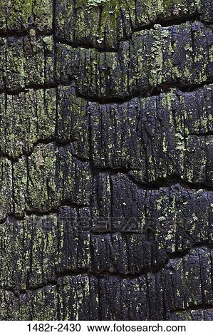 Burnt Cedar stump, Hansville, Kitsap County, Washington State, USA View Large Photo Image Stock Image - Burnt Cedar stump, Hansville, Kitsap County, Washington State, USA. Fotosearch