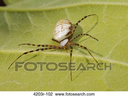 Close-up of a Banded Garden spider (Argiope trifasciata) on a leaf View Large Photo Image Stock Image - Close-up of a Banded Garden spider (Argiope trifasciata) on a leaf. Fotosearch