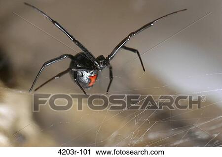 Close-up of a Black widow spider View Large Photo Image Stock Image - Close-up of a Black widow spider. Fotosearch