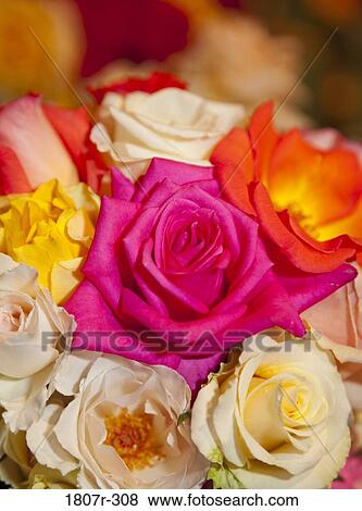 Stock Photo - Close-up of a bouquet of roses. Fotosearch