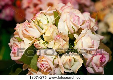Stock Photography - Close-up of a bouquet of roses. Fotosearch