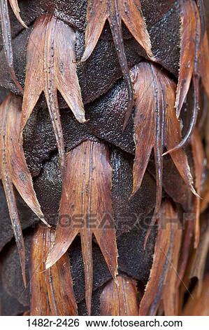 Stock Photograph - Close-up of a Douglas Fir cone (Pseudotsuga menziesii). Fotosearch