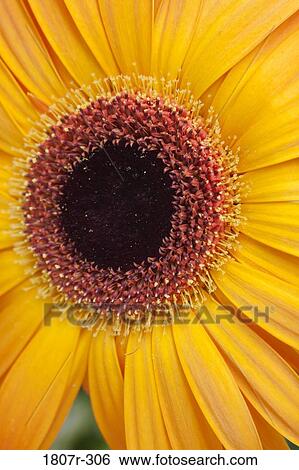 Close-up of a Gerbera daisy View Large Photo Image Stock Photograph - Close-up of a Gerbera daisy. Fotosearch