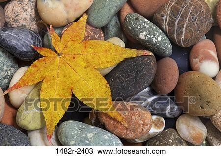 Stock Image - Close-up of a maple leaf on rocks. Fotosearch