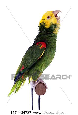 Close-up of a parrot View Large Photo Image Stock Photo - Close-up of a parrot. Fotosearch