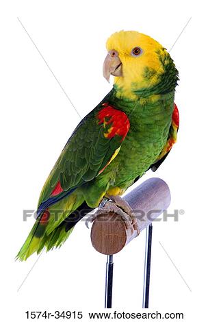 Stock Photography - Close-up of a parrot. Fotosearch